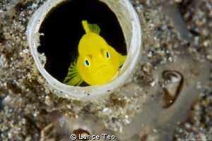 Goby tube eye view by Lance Teo 